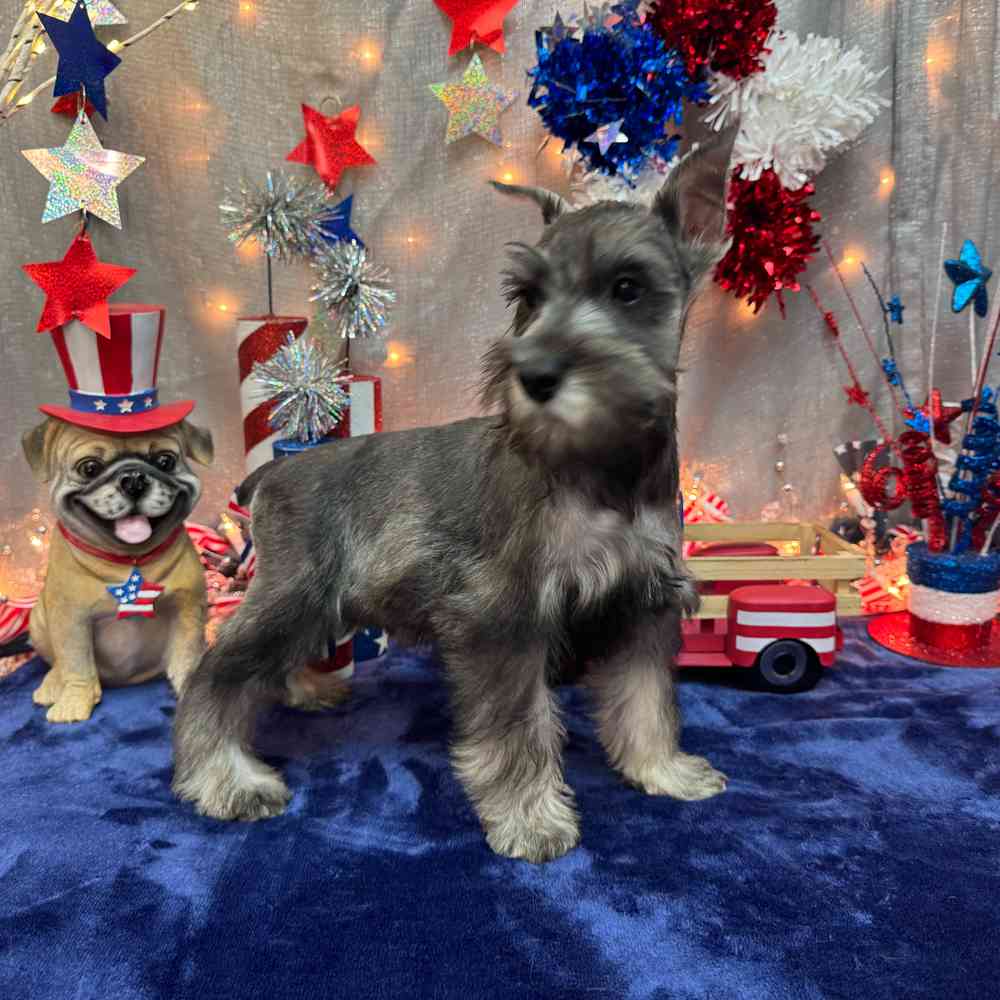 carousel pet images