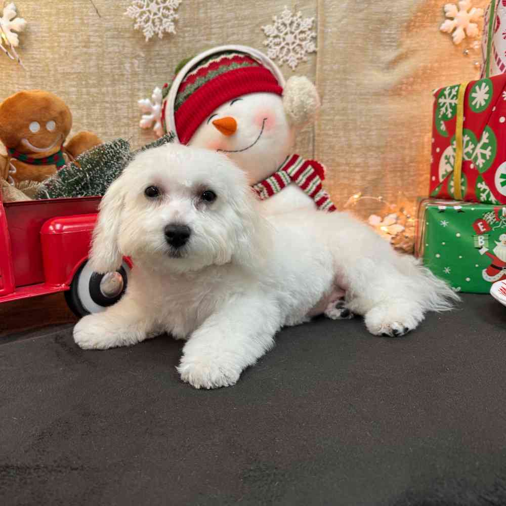 carousel pet images
