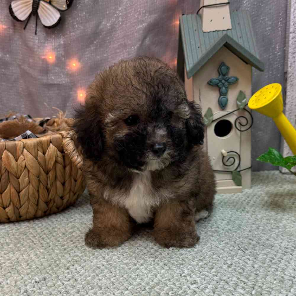 carousel pet images
