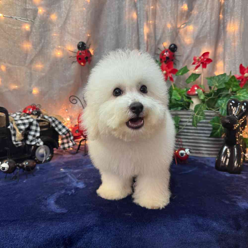 carousel pet images