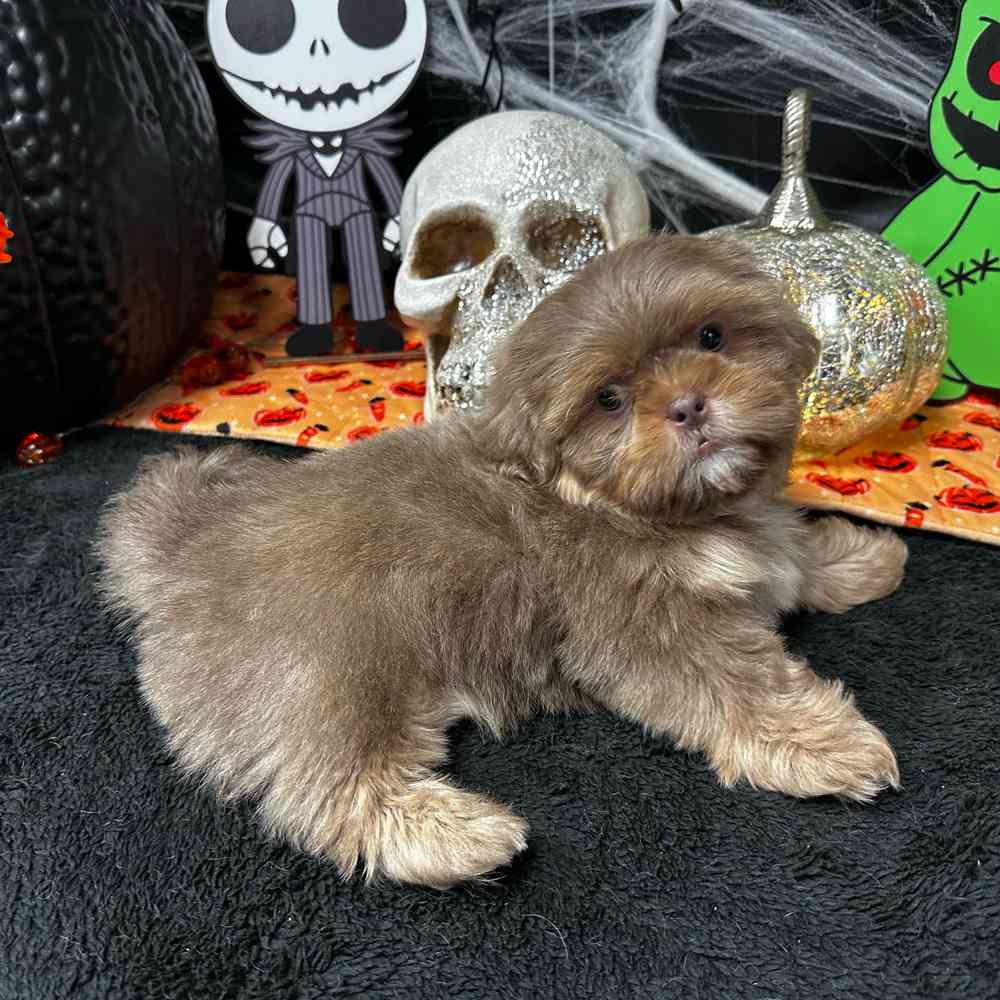 carousel pet images