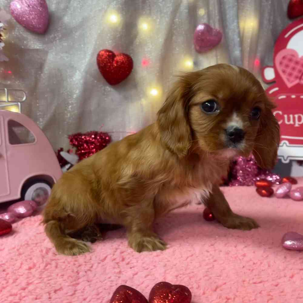 carousel pet images