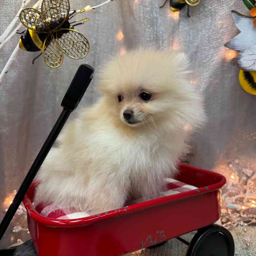 carousel pet images