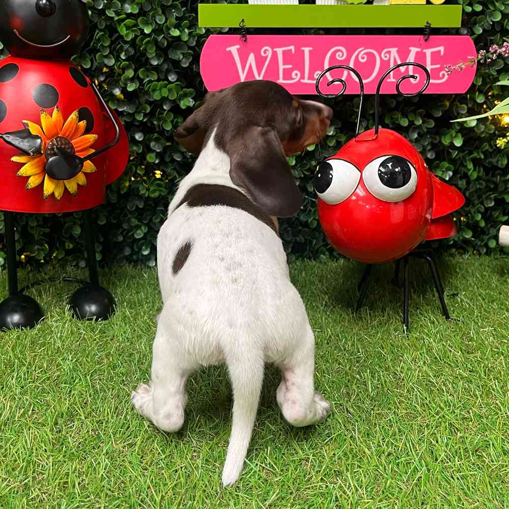 carousel pet images