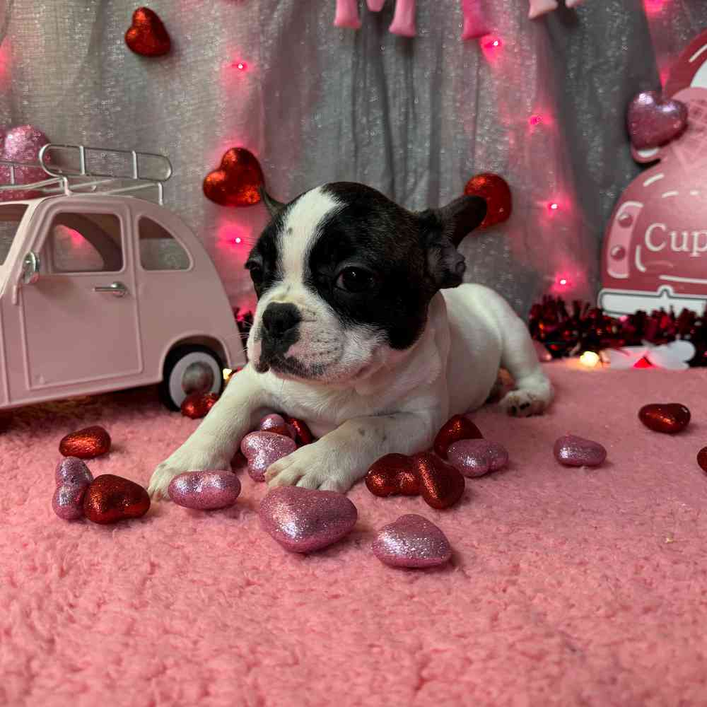 carousel pet images