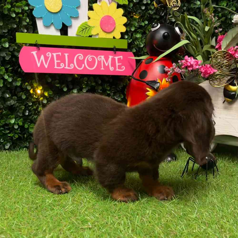 carousel pet images