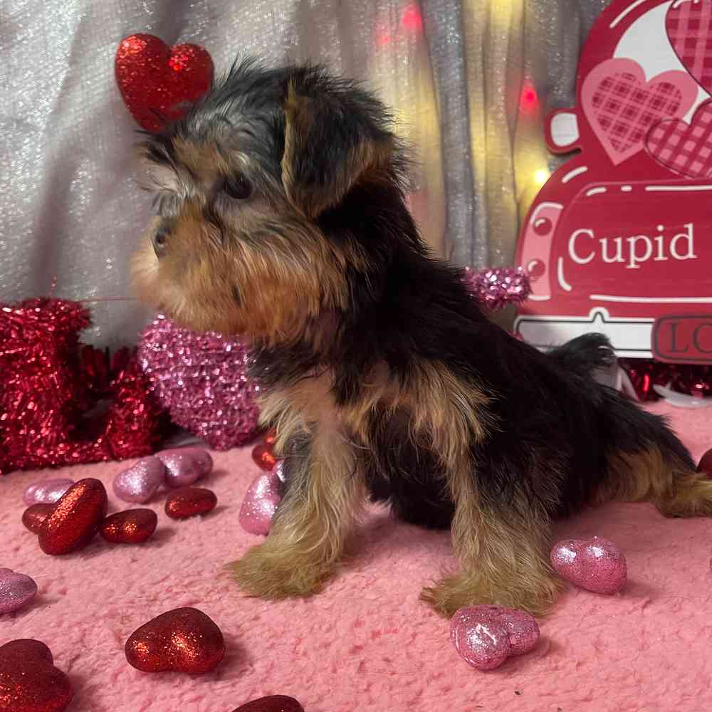 carousel pet images