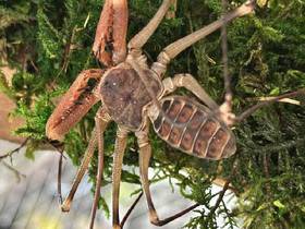 Tailless Whip Scorpion