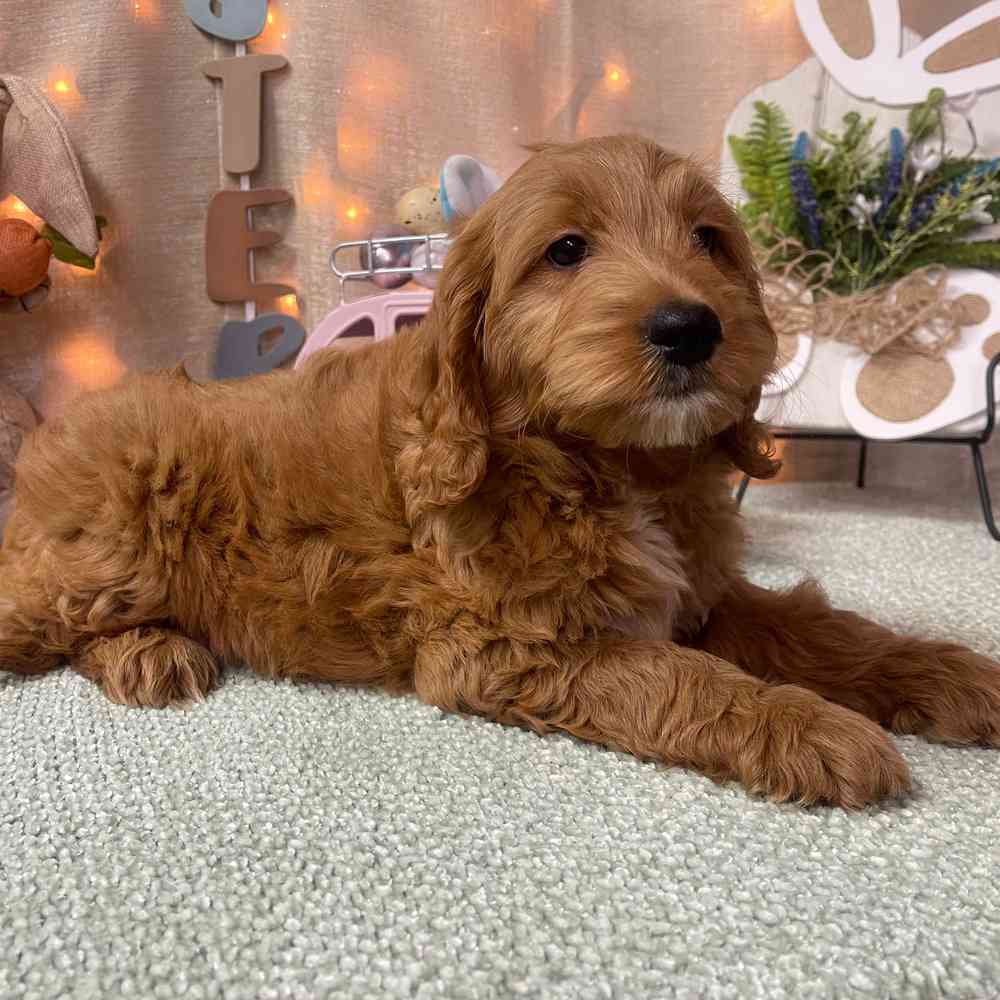 carousel pet images