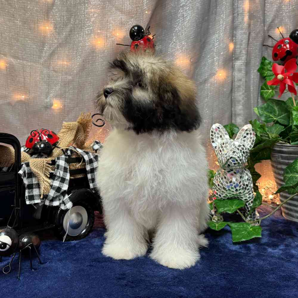 carousel pet images