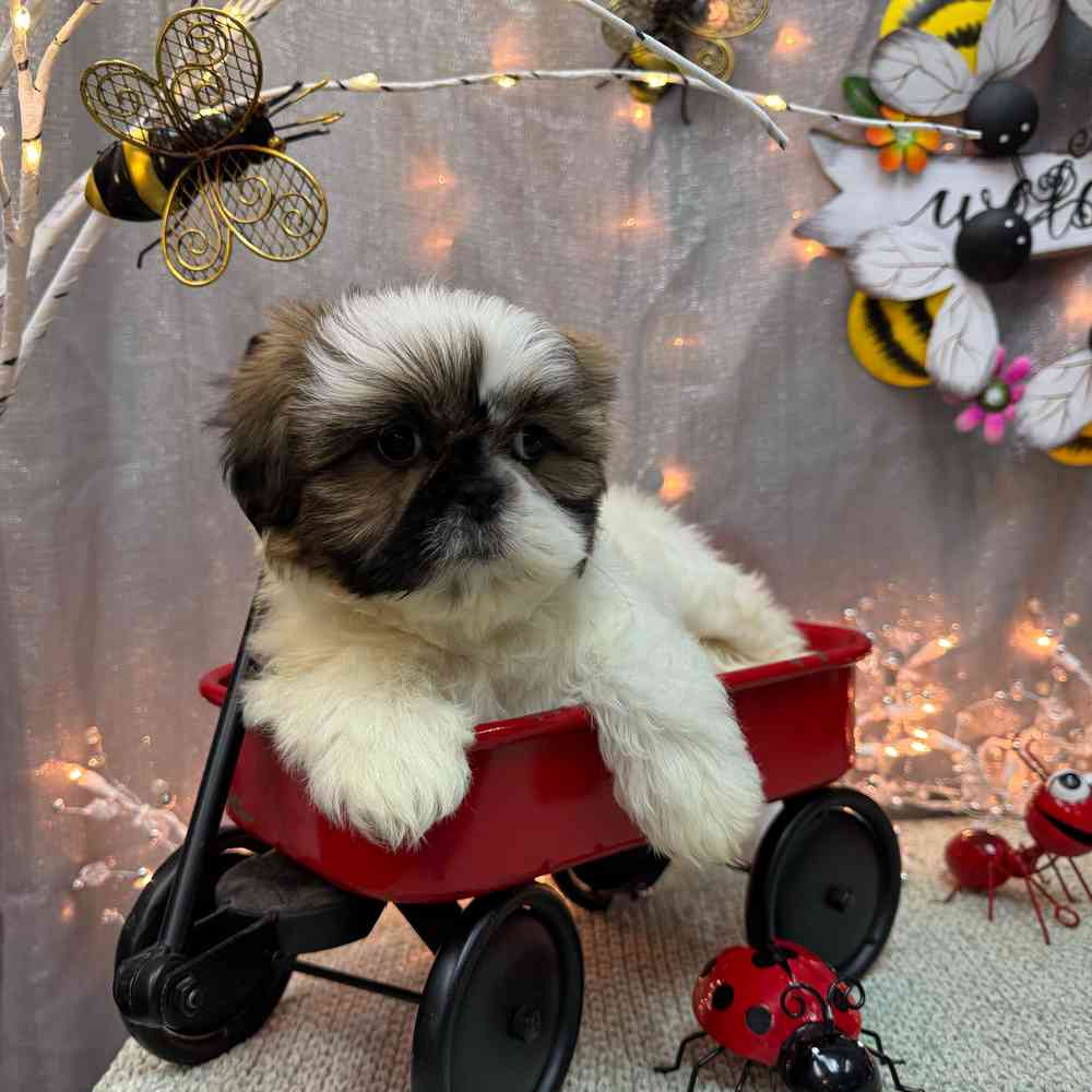 carousel pet images