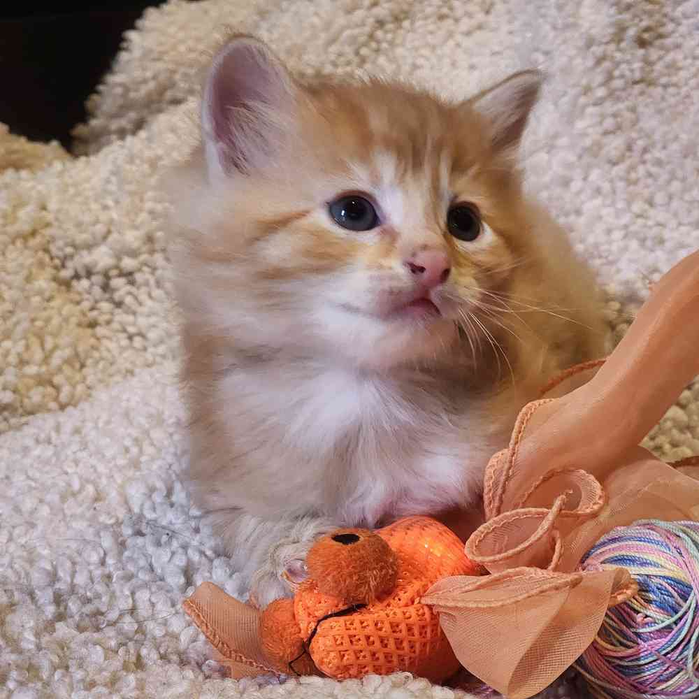 Image of a pet breed in the gallery