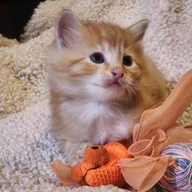 Domestic Kitten