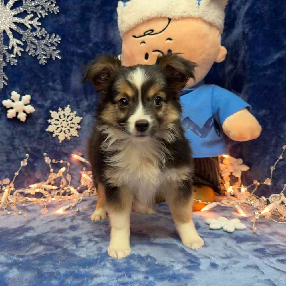 carousel pet images