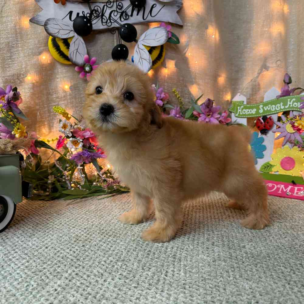 carousel pet images