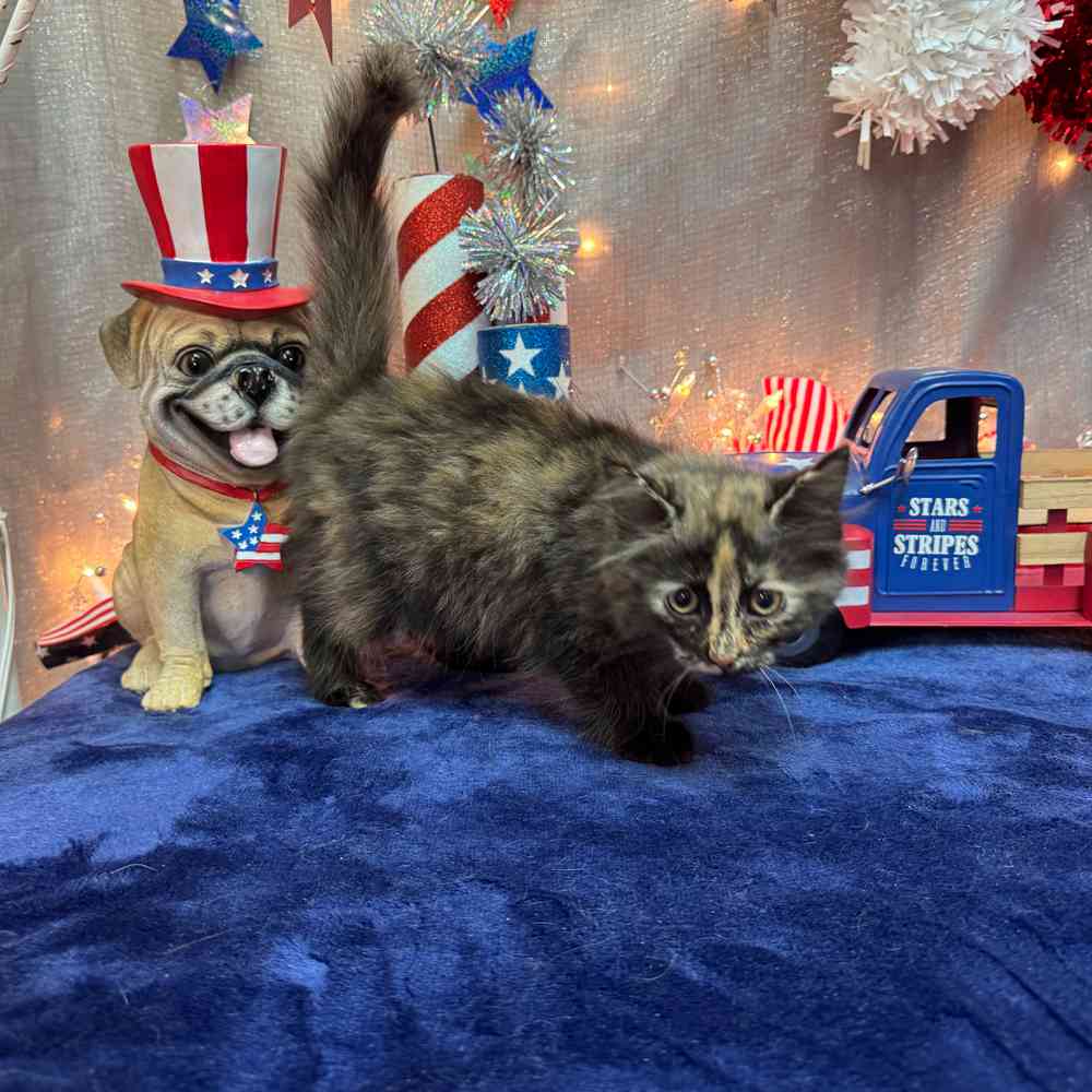 carousel pet images