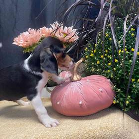 Beagle