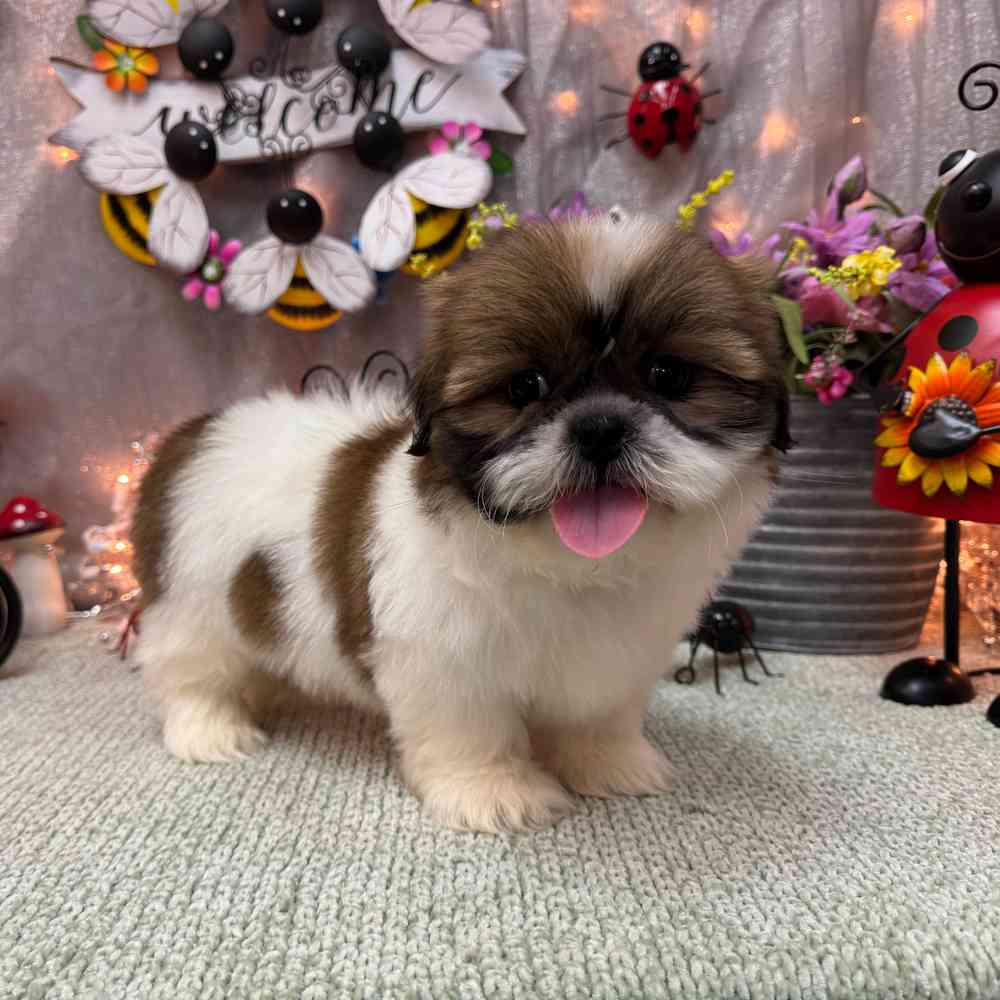 carousel pet images