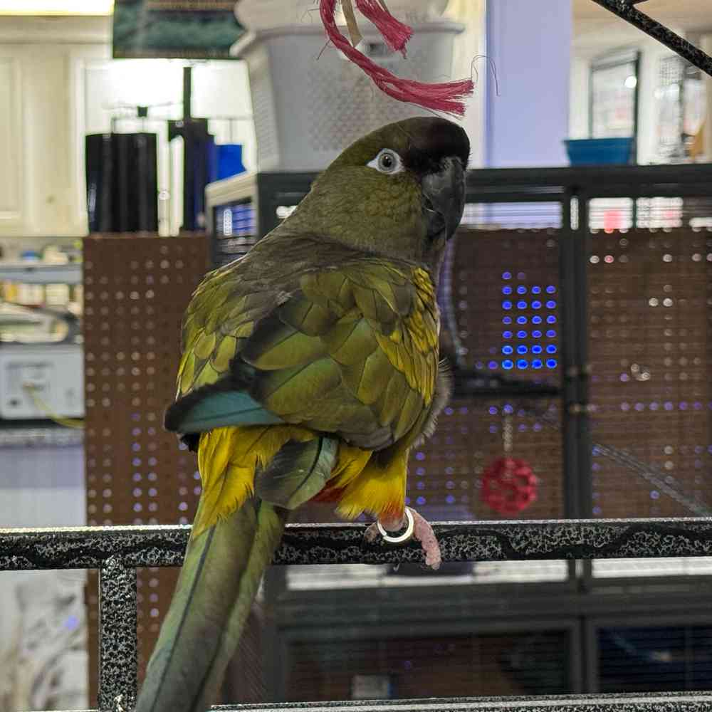 carousel pet images