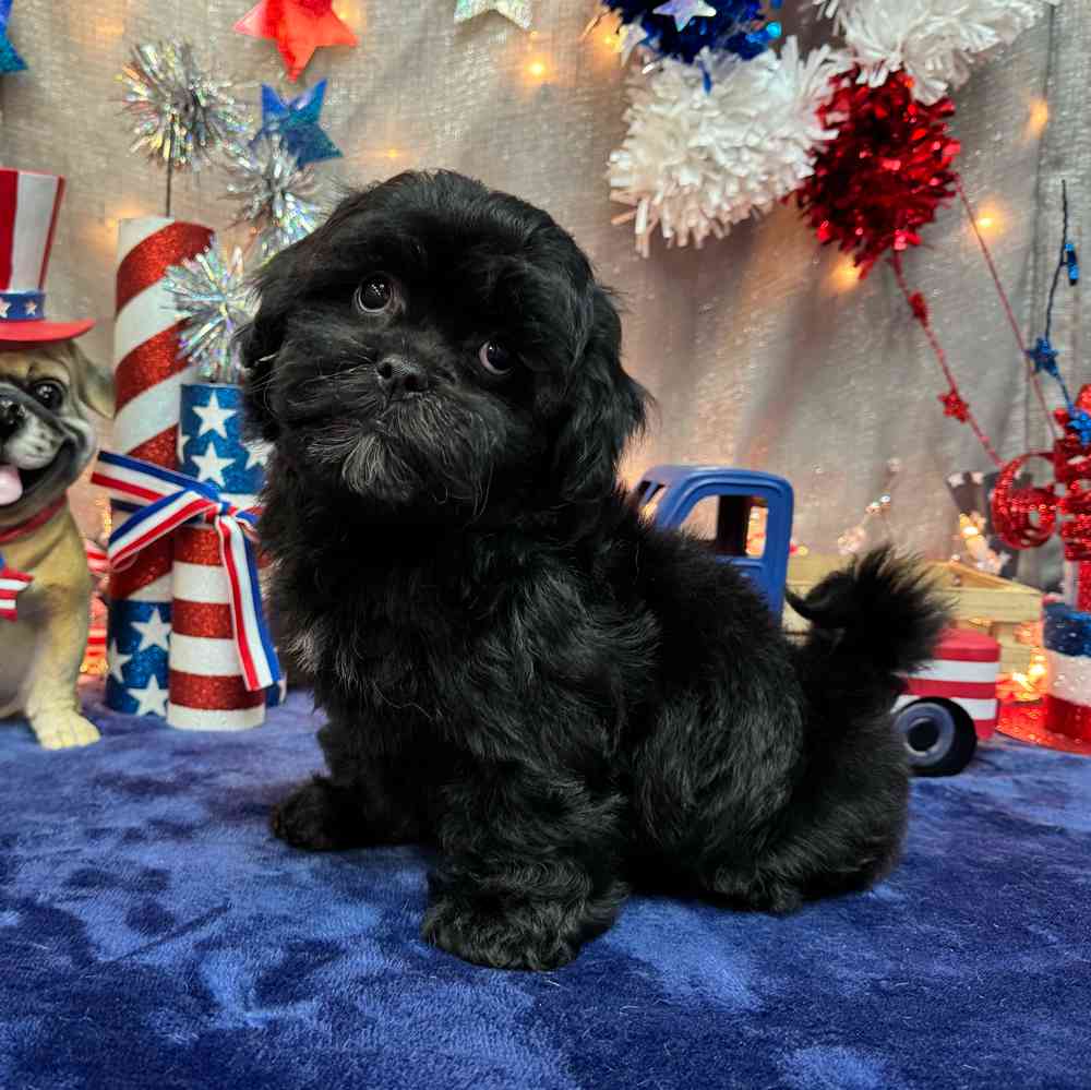 carousel pet images