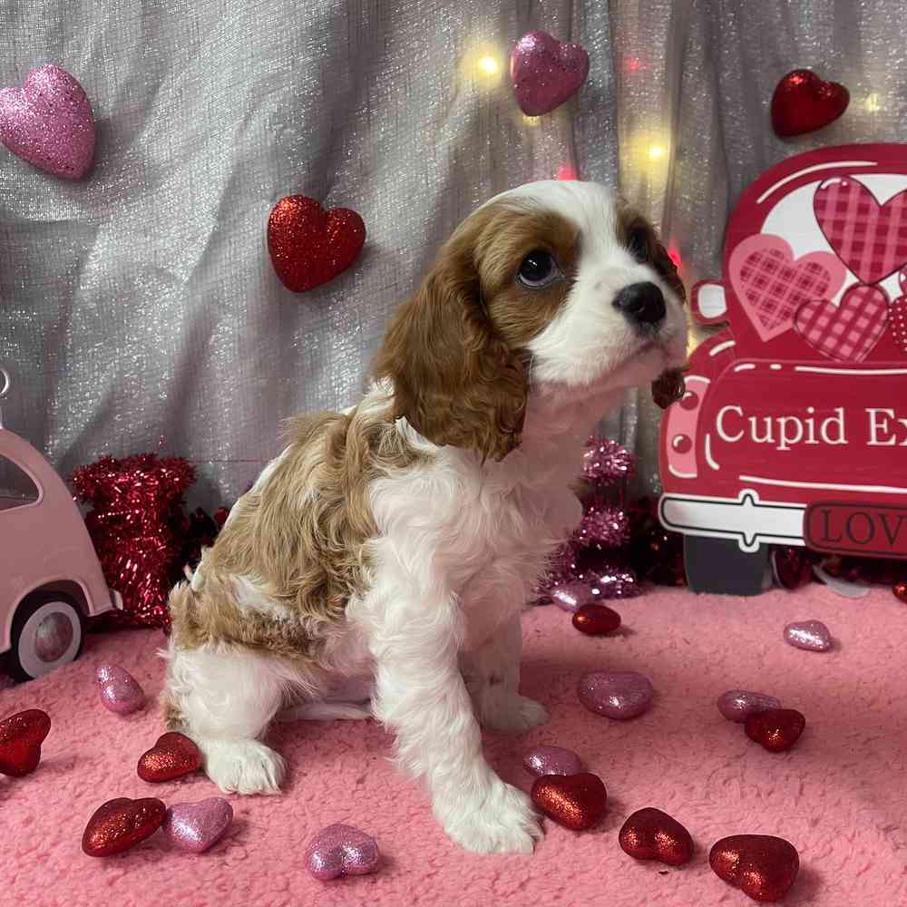 carousel pet images
