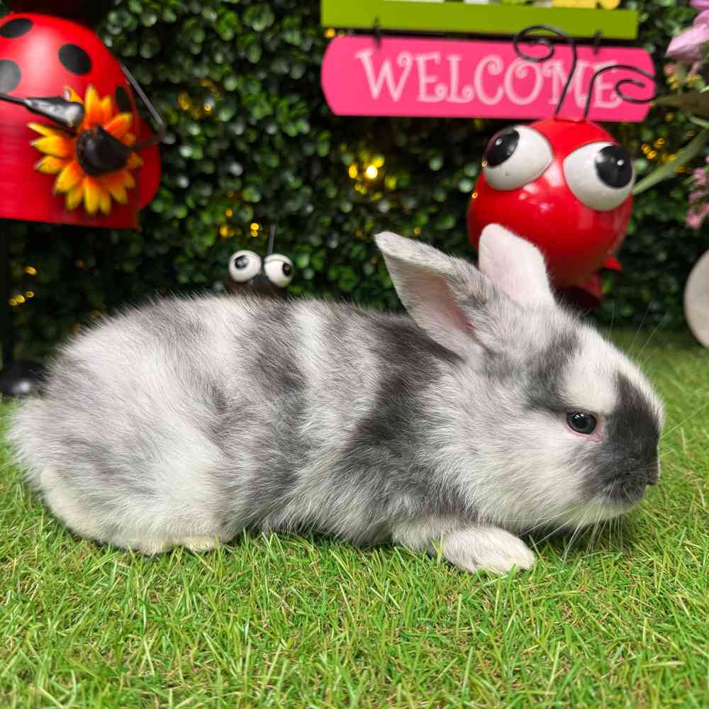 carousel pet images