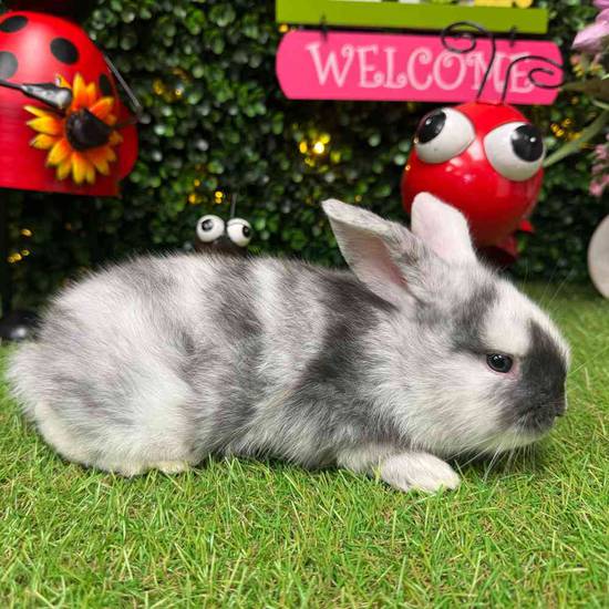 Flemish Giant Holland Lop Mix