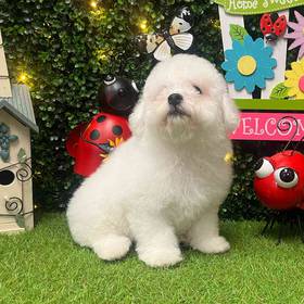 Bichon
