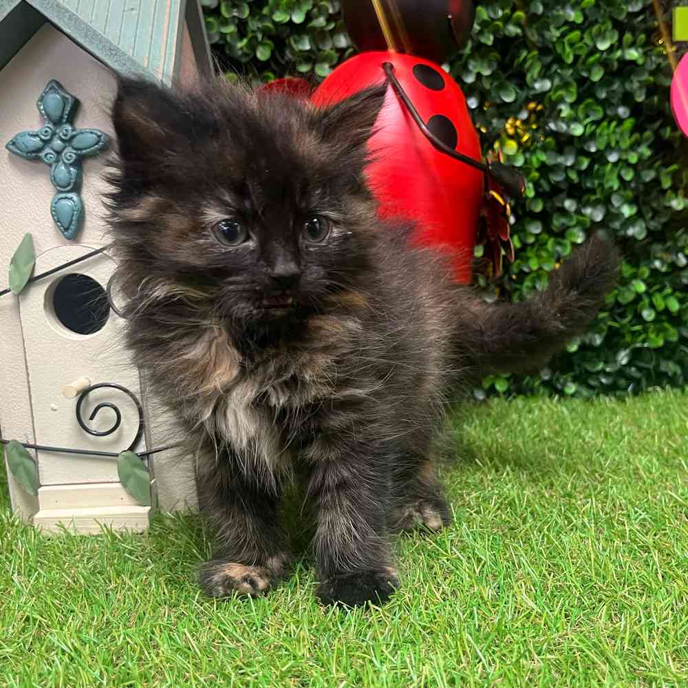 carousel pet images