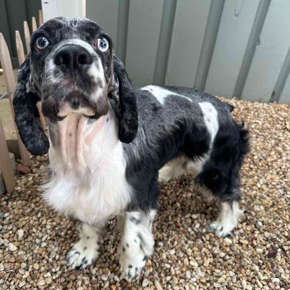 carousel pet images
