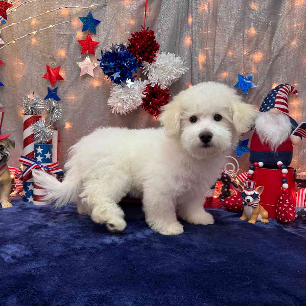 carousel pet images