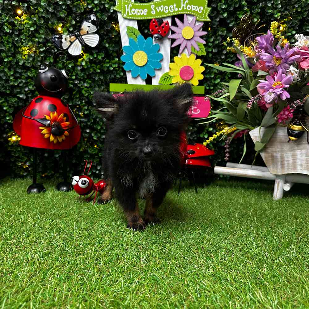 carousel pet images