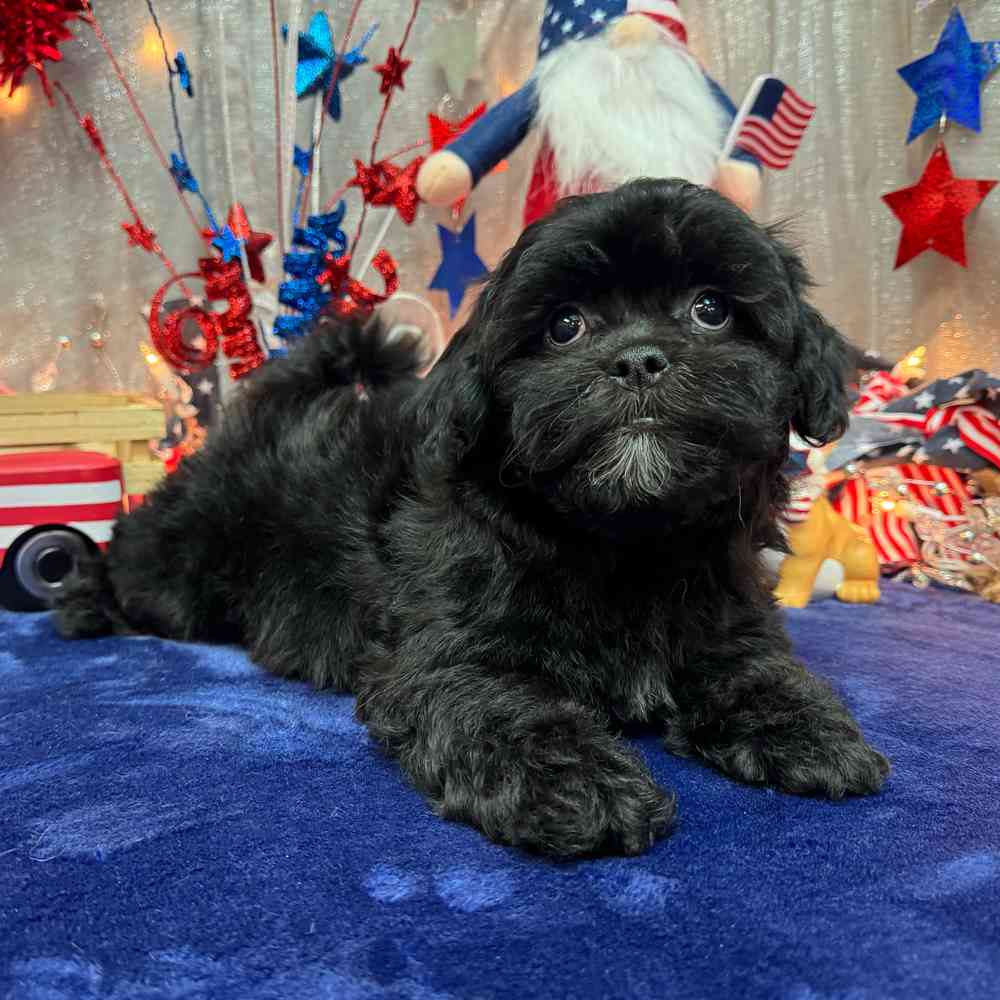 carousel pet images