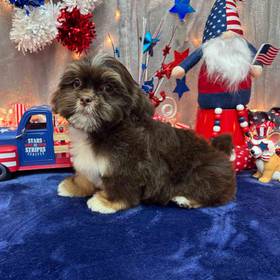 Shih Tzu
