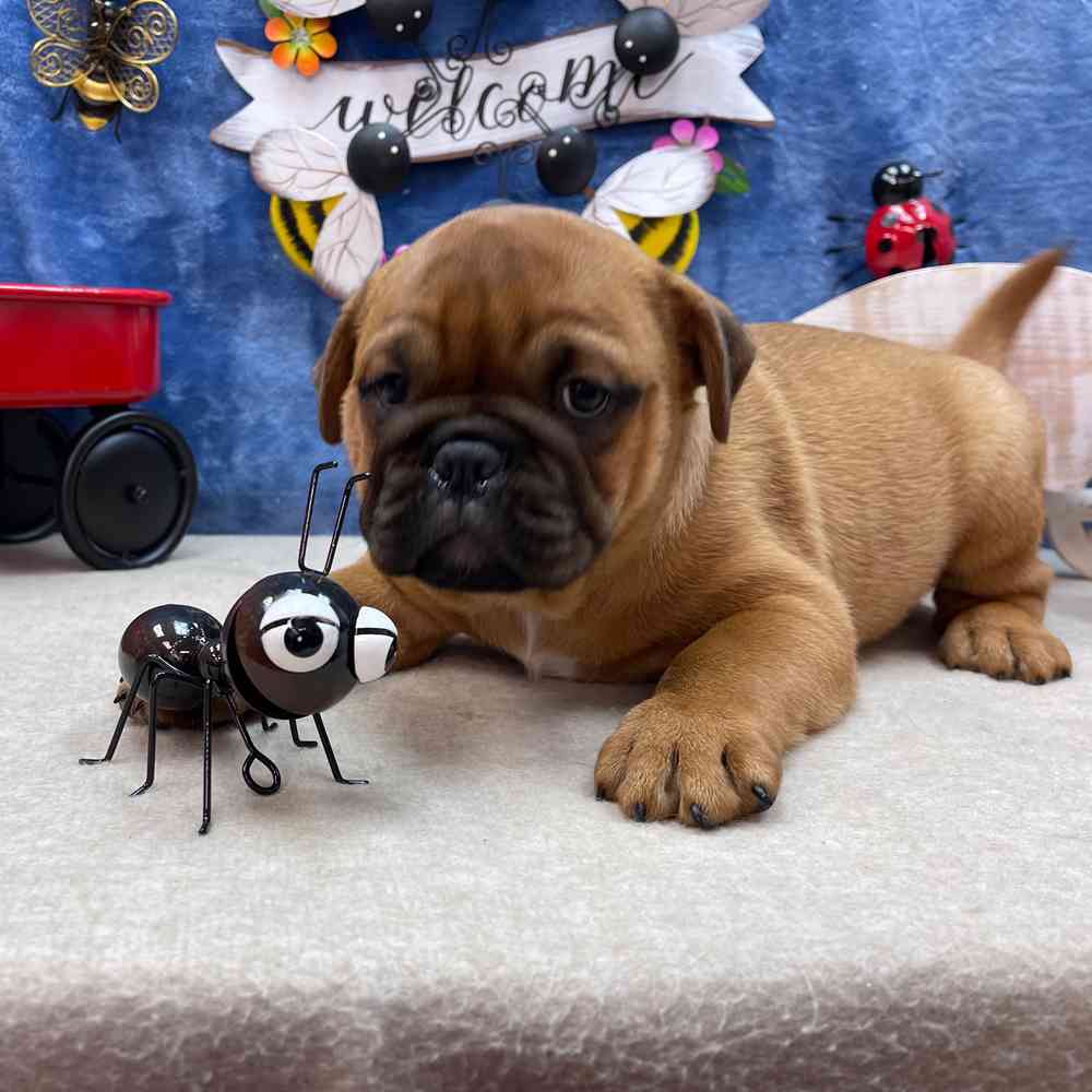 carousel pet images