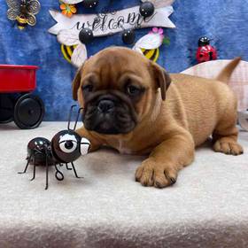 Bulldog Ori Pei