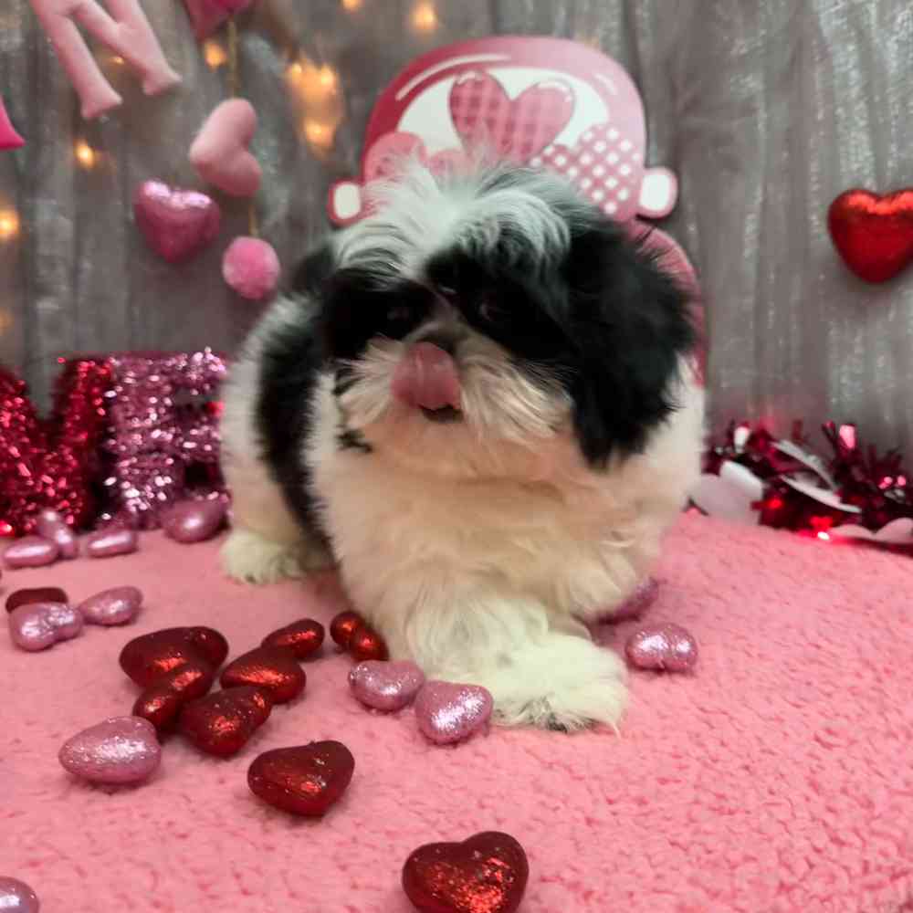 carousel pet images