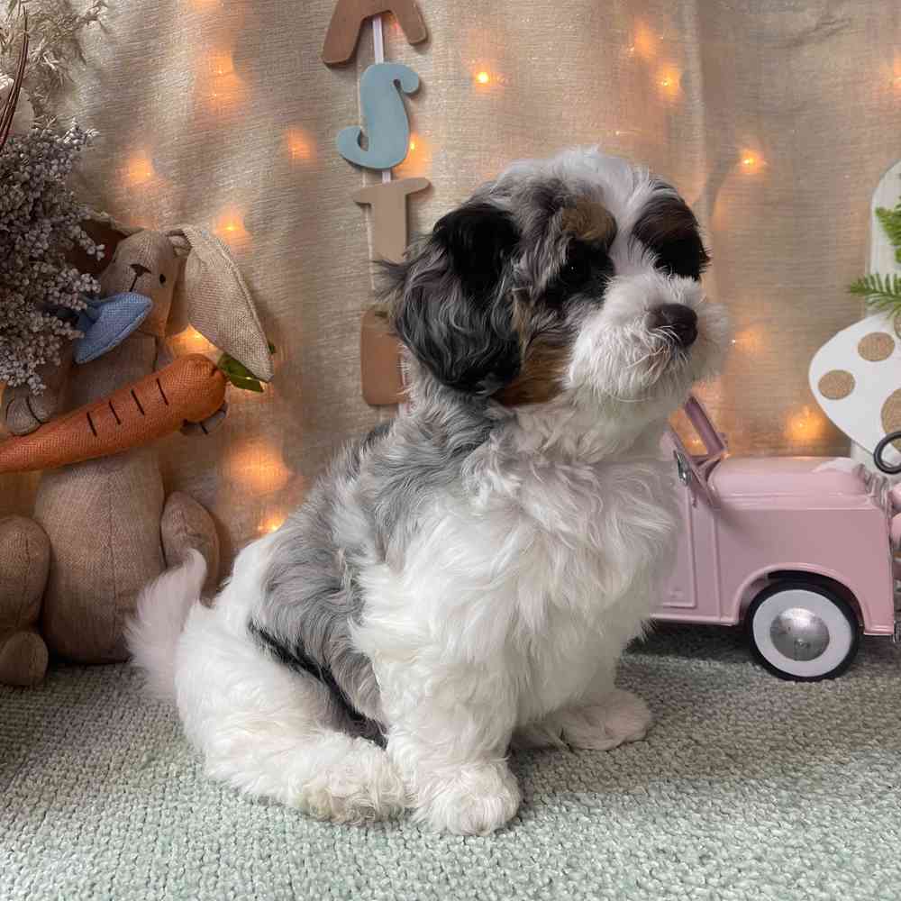 carousel pet images