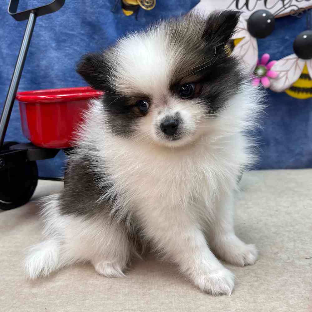 carousel pet images