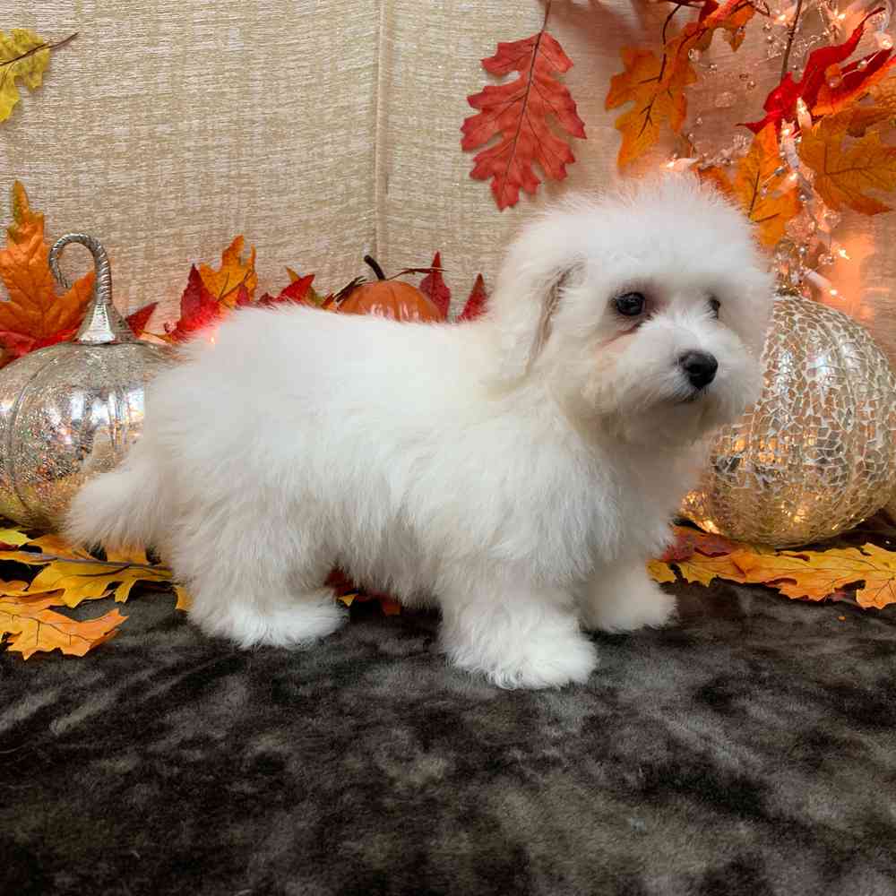 carousel pet images