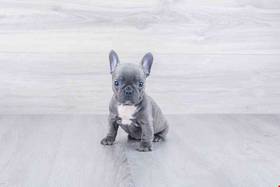 French Bulldog