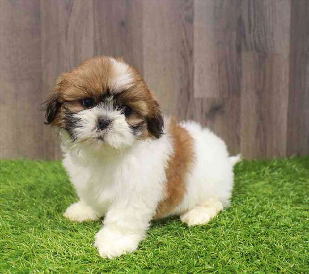 Image of a pet breed in the gallery