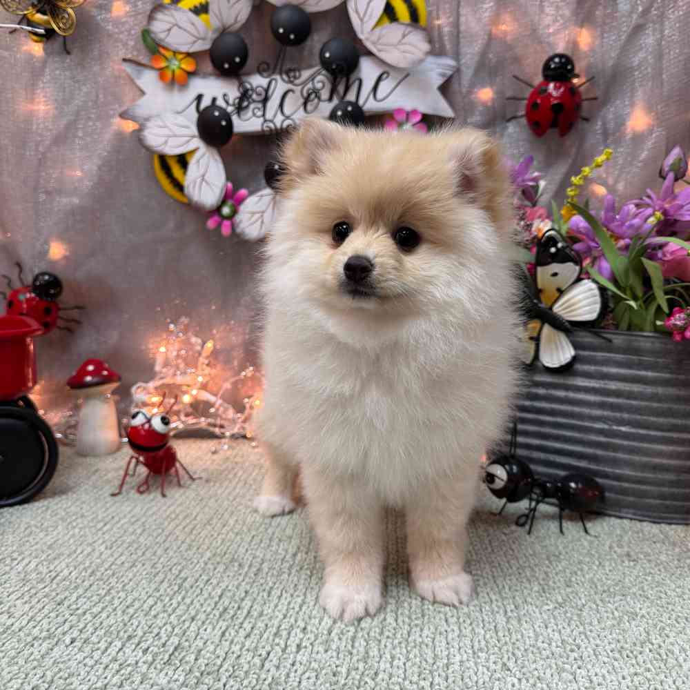 carousel pet images