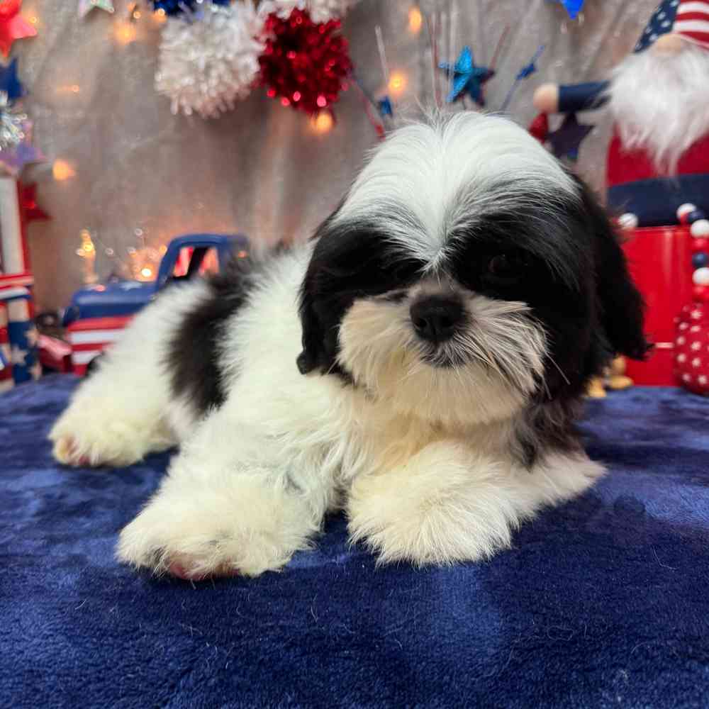 carousel pet images