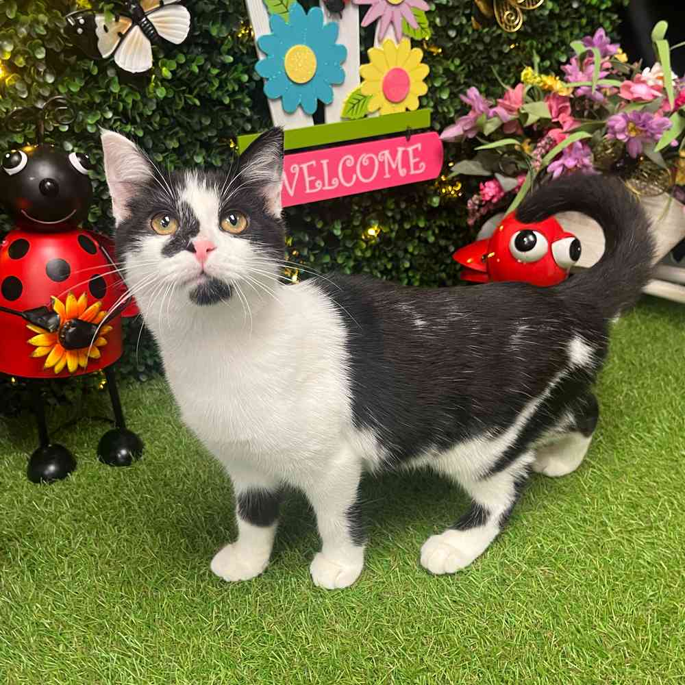 carousel pet images
