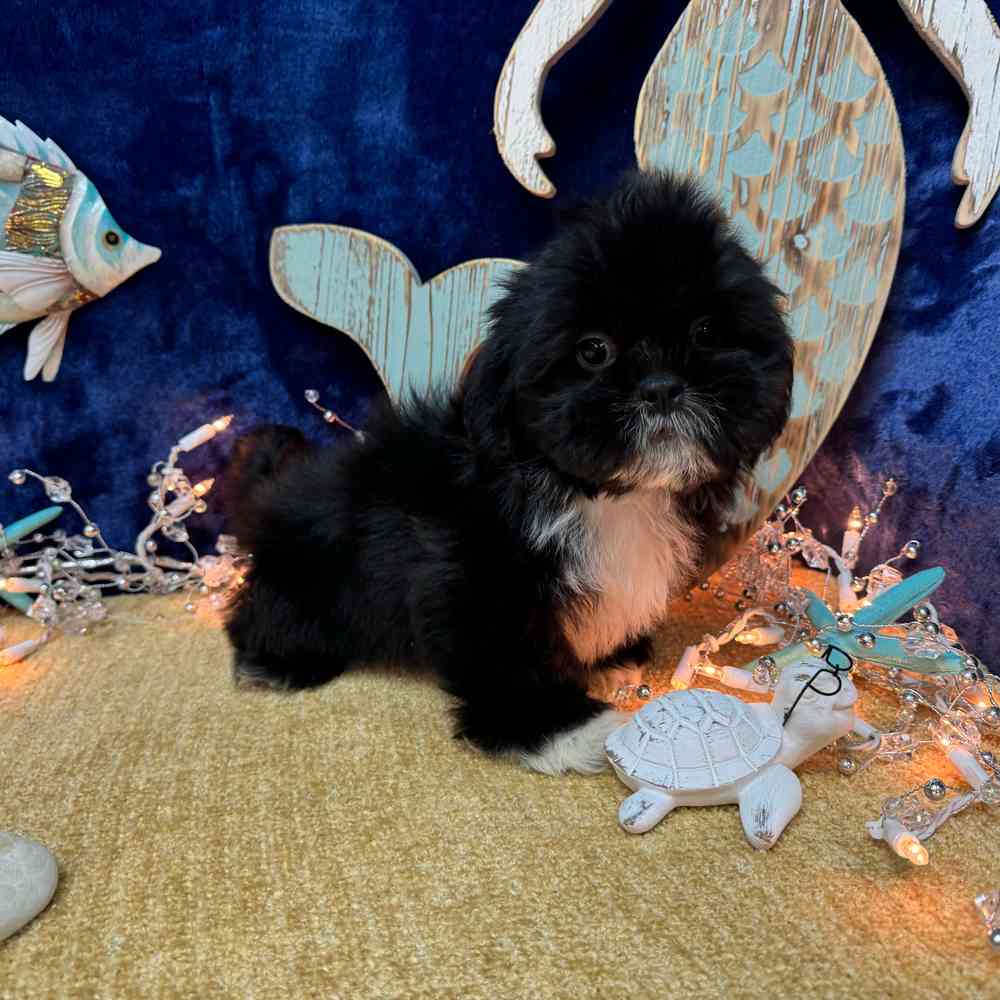 carousel pet images
