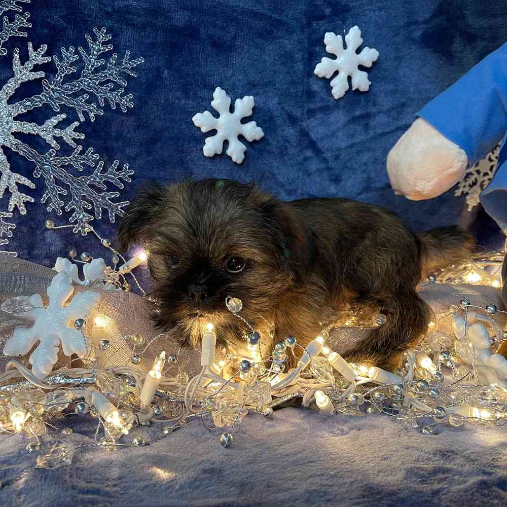 carousel pet images