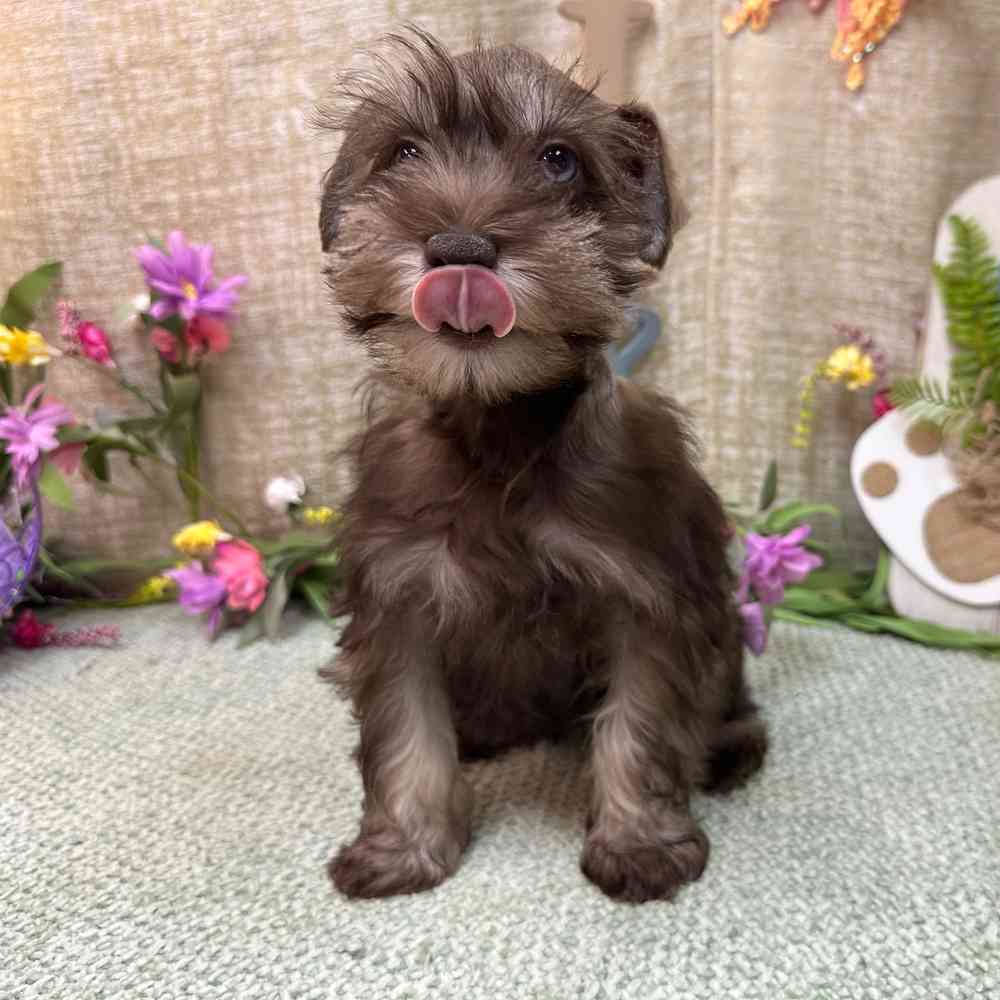 carousel pet images