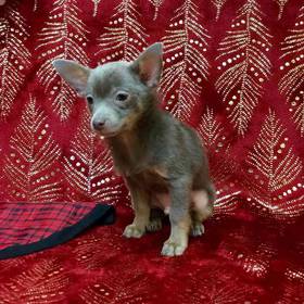 PomChi
