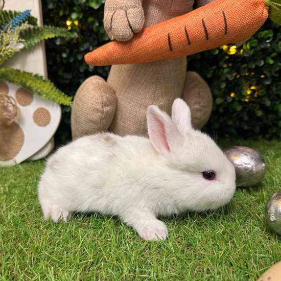 Flemish Giant Mix
